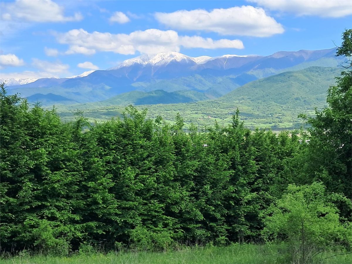 Teren  langa padure de vanzare - 