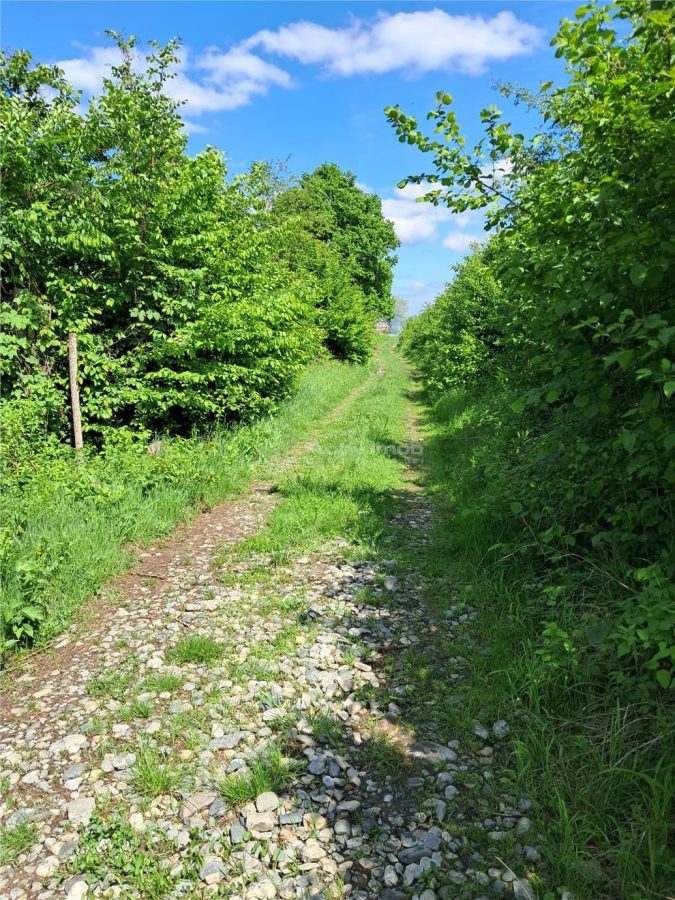 Teren  langa padure de vanzare - foto 2