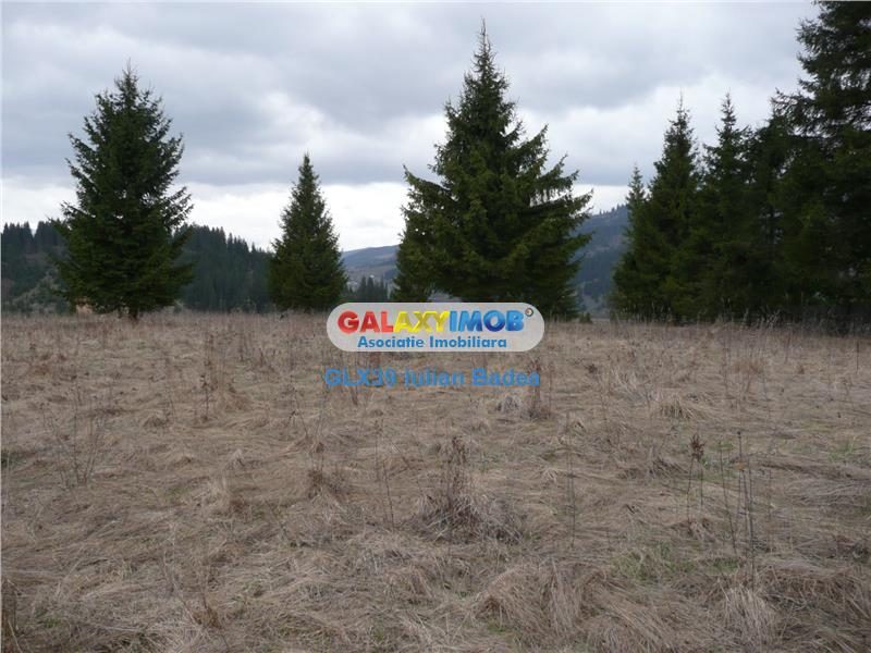 Teren pentru Complex Turistic - 12 730 mp  - Vatra Dornei - foto 3