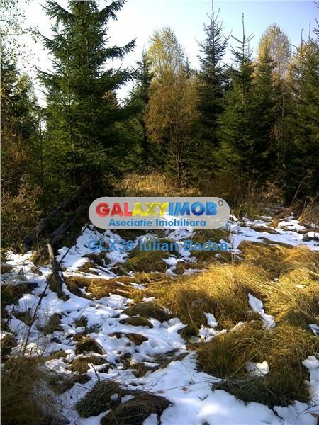 Teren pentru Complex Turistic - 12 730 mp  - Vatra Dornei - foto 9
