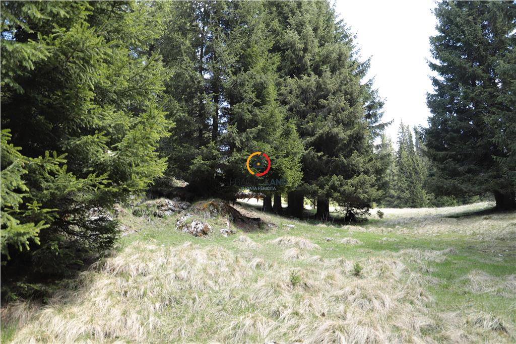 terenuri speciale Padina Busteni - foto 11