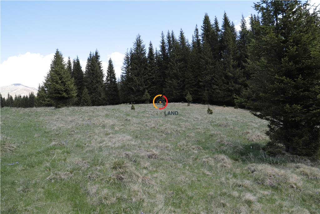 terenuri speciale Padina Busteni - foto 6