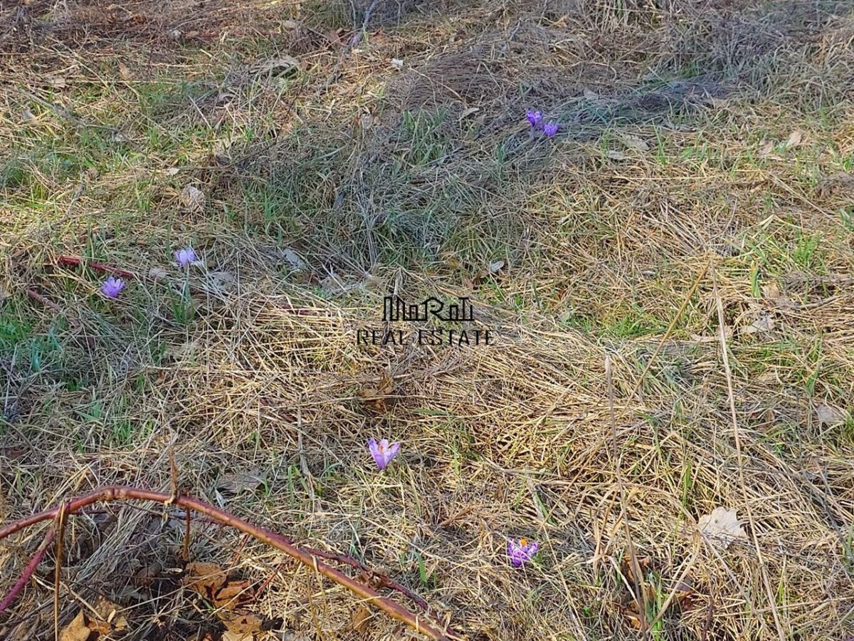 Teren intravilan la liziera padurii - foto 2