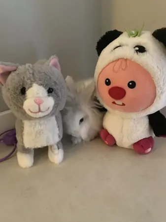 Apartament 2 camere | Gheorgheni | Scarisoara - foto 1