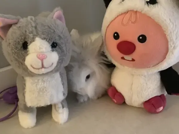 Apartament de vânzare în Târgu Mureș, Tudor - Preț Negociabil - Targu Mures