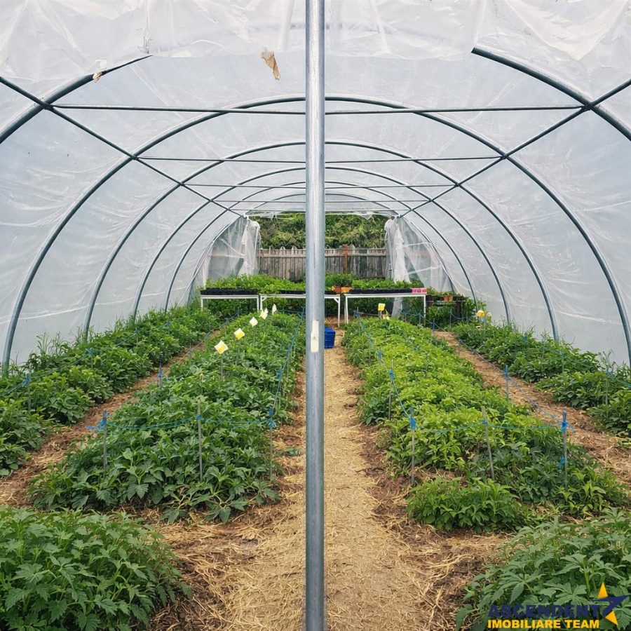 Transilvania Camping, domeniu de 14.400mp,Sanmarghita de Mures:2cladiri, apartamente,potential exceptional - foto 17