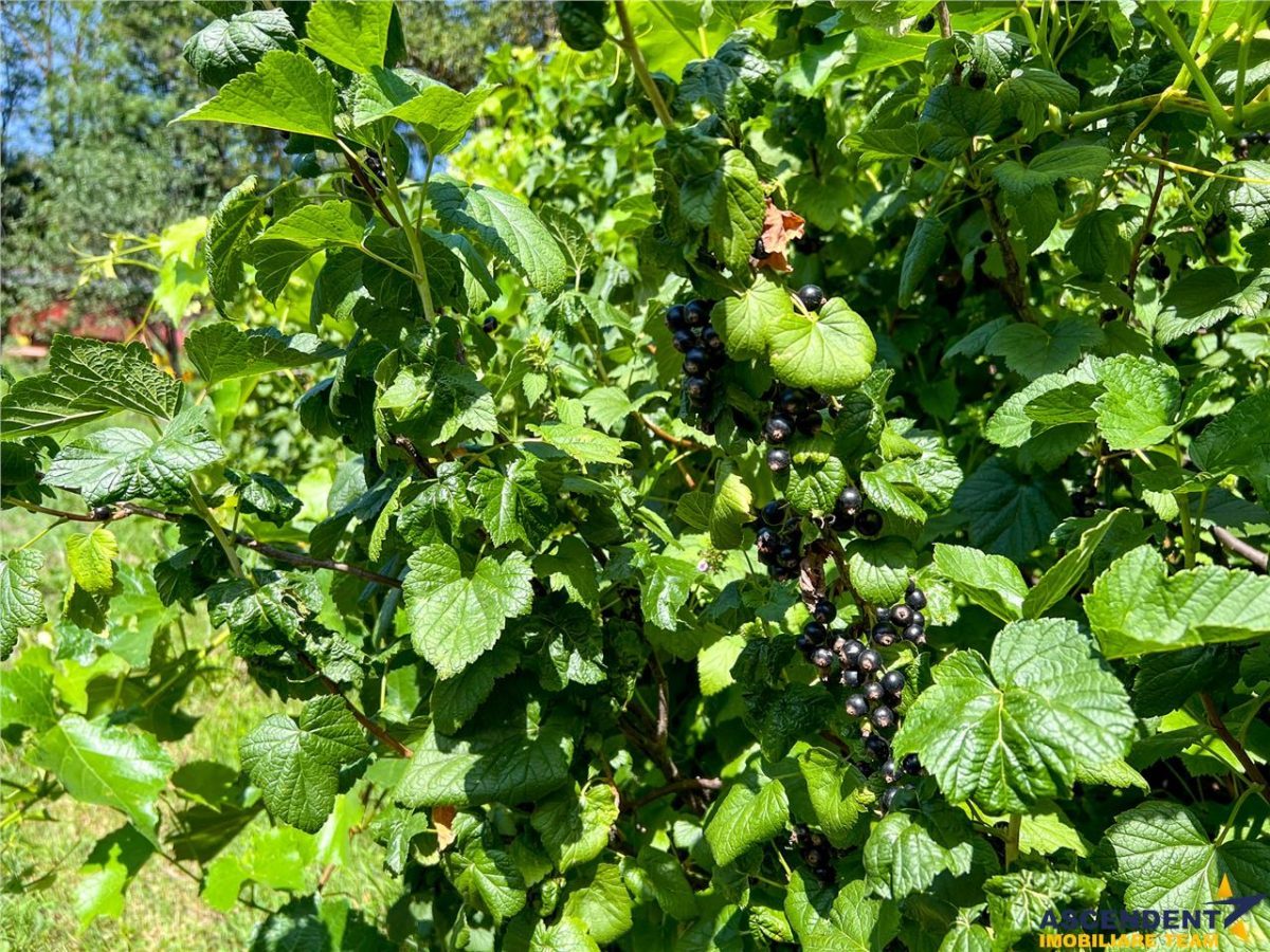 Casa primitoare in decor valoros, rodnic teren de 850mp, Ilieni, Covasna: FILM! - foto 3