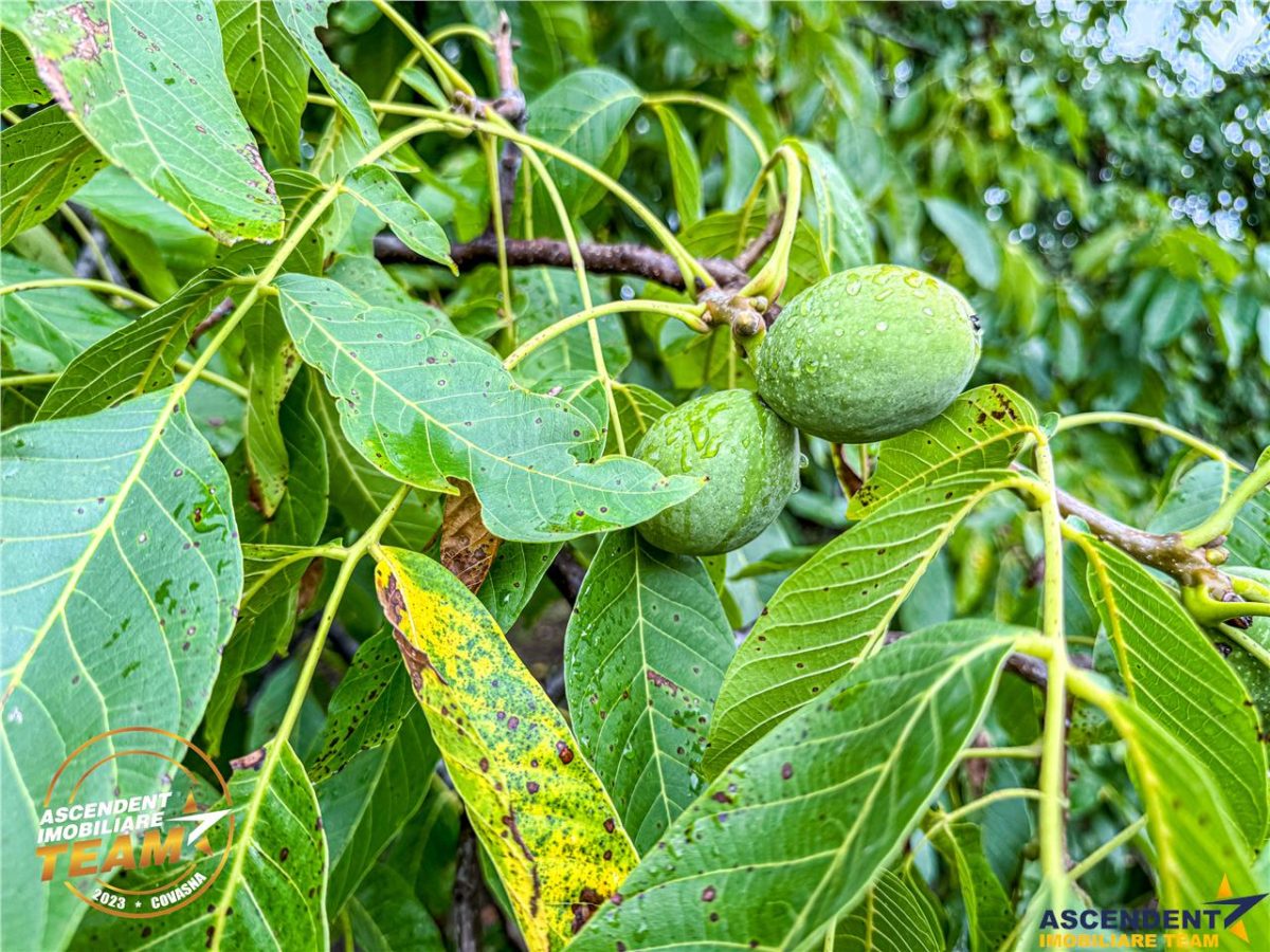 FILM&3D! Casa ospitaliera,curte si gradina asortata,arie linistita,Simeria,Sfantu Gheorghe - foto 12