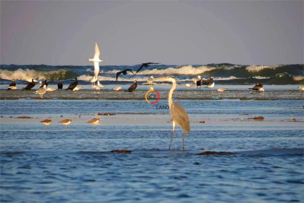 teren 1950mp cu casa batraneasca 45 mp - foto 6