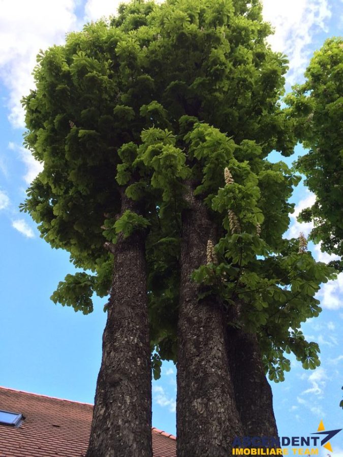 Complex Gastronomic:Afacere la cheie, Restaurant traditional secuiesc+teresa evenimente+carmangerie+ magazin+A - foto 15