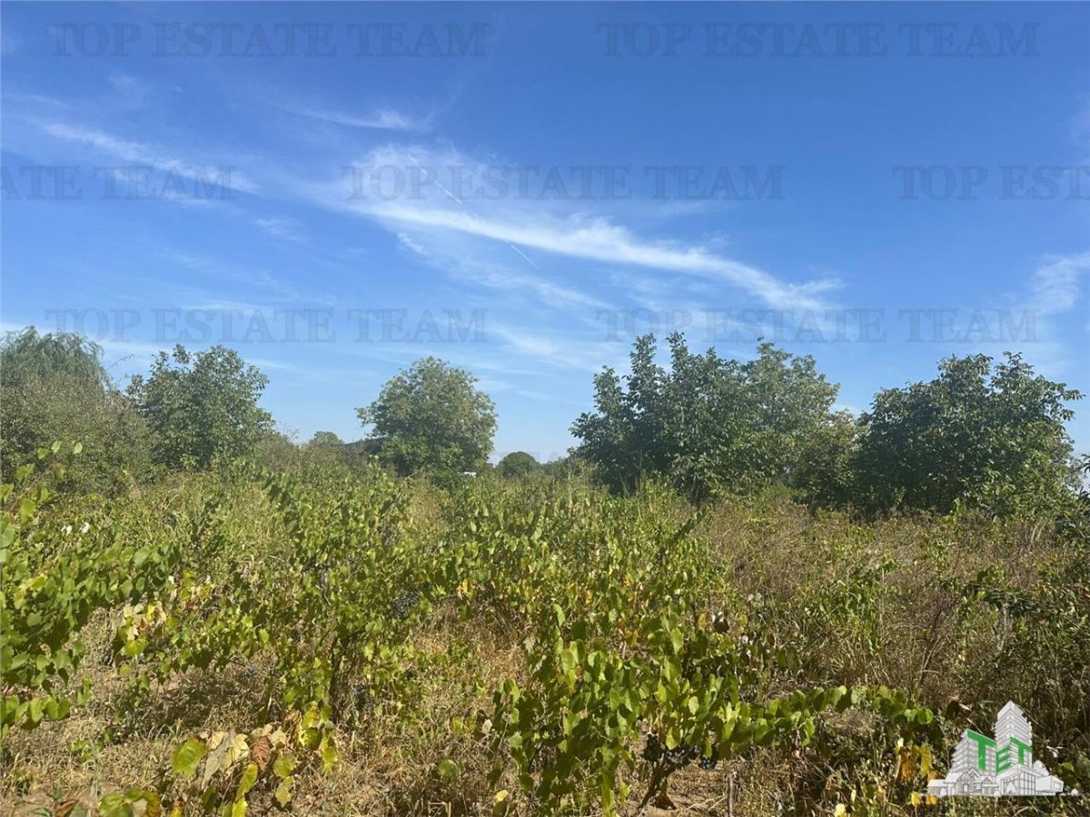 Vanzare teren intravilan construibil 1042 mp, in Ilfov-Branesti,ideal rezidenta sau investitie - 