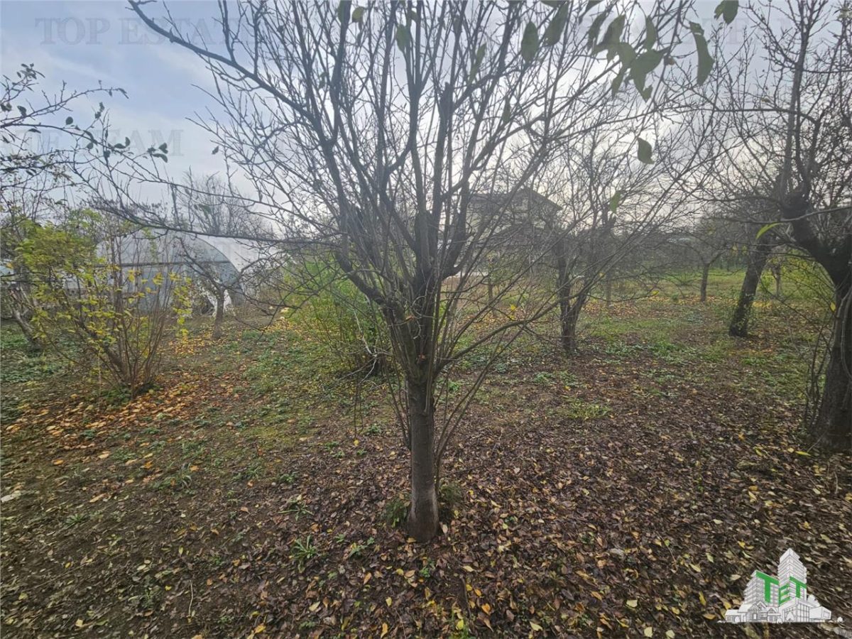 Teren 2000mp intre case langa Padurea Teghes - foto 5