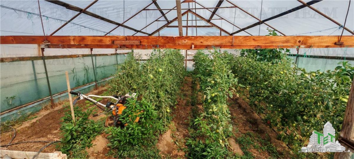 Ferma 3,3ha, din care 2,5ha intravilan, vila 7 camere, D+P+E+M, casa pentru muncitori, grajd animale, livada, culturi porumb si grau, PODISOR/GIURGIU - foto 14