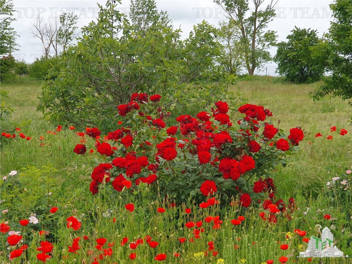 Casa superba cu teren generos Casicea Constanta - foto 24