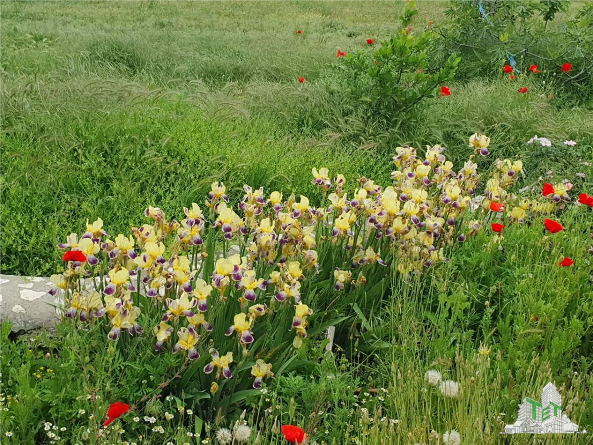 Casa superba cu teren generos Casicea Constanta - foto 25