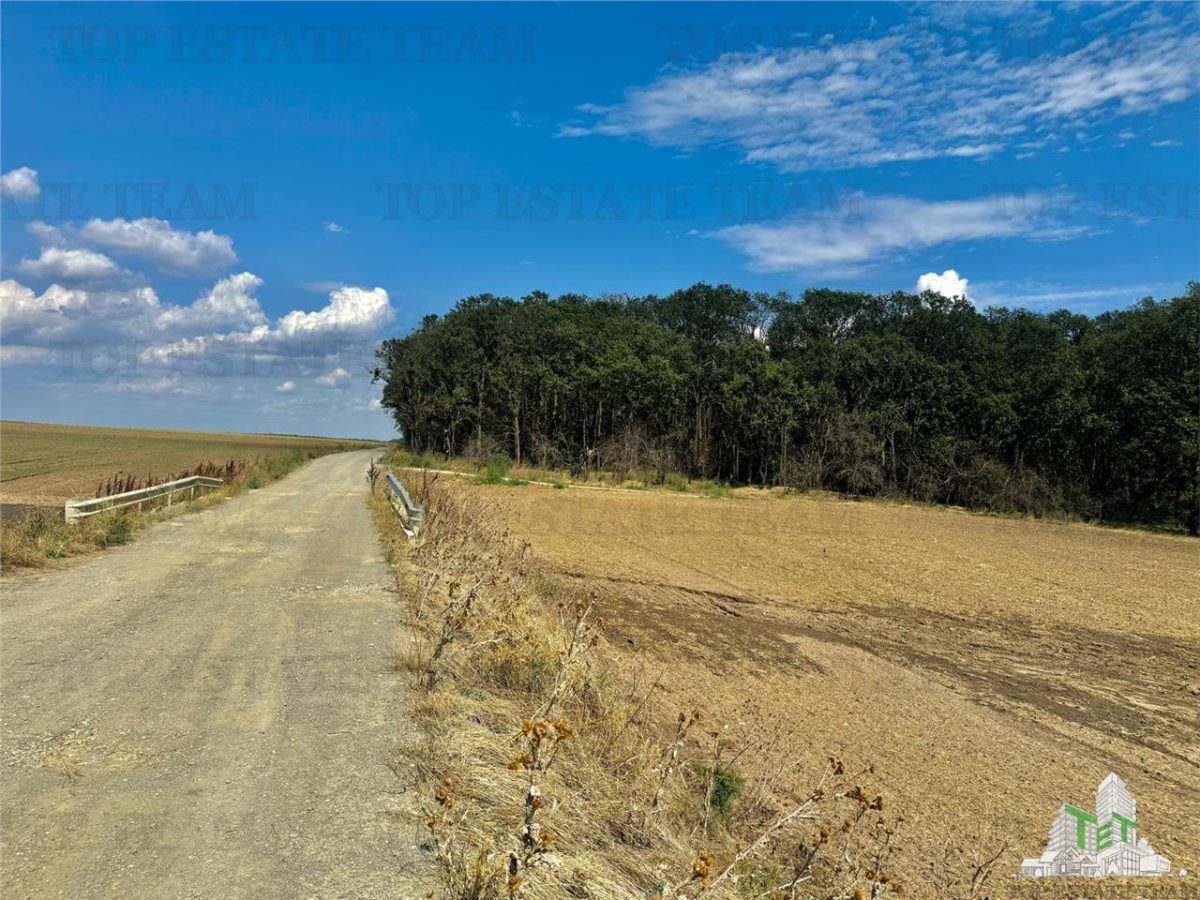 Teren de vanzare lotizat la padure cu utilitati in Frumusani / Calarasi - foto 2