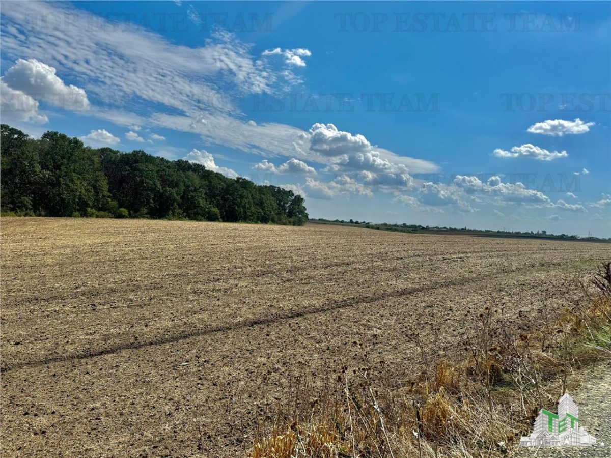 Teren de vanzare lotizat la padure cu utilitati in Frumusani / Calarasi - foto 5