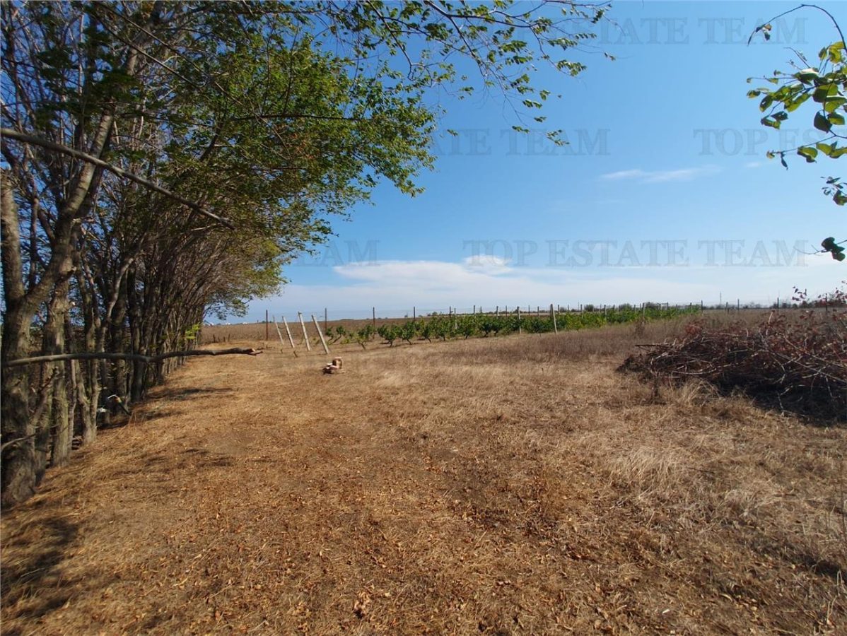 Teren intravilan agricol si teren curti constructii Lot 2 Parcela A326/49 - 