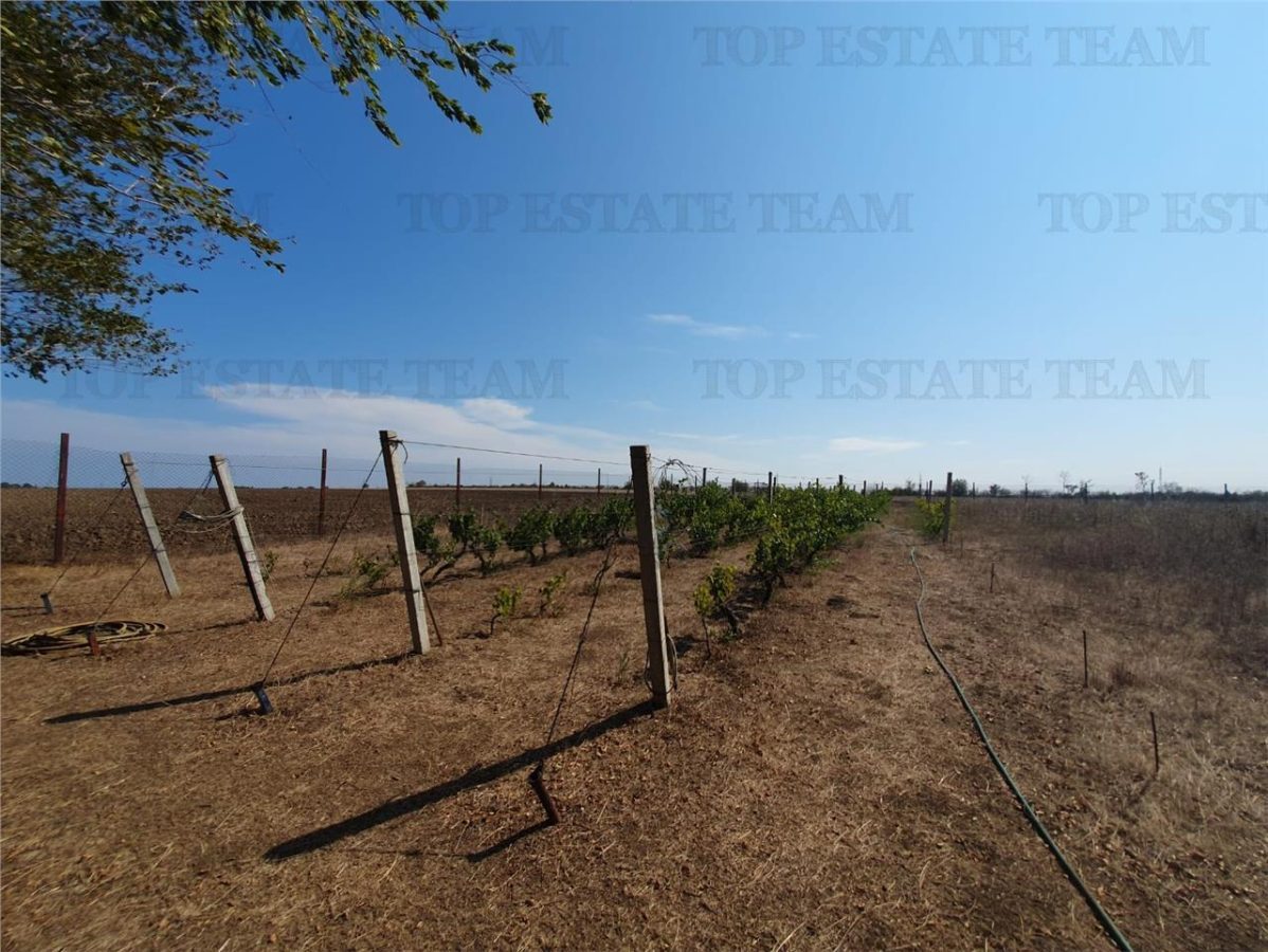 Teren intravilan agricol si teren curti constructii Lot 2 Parcela A326/49 - foto 6