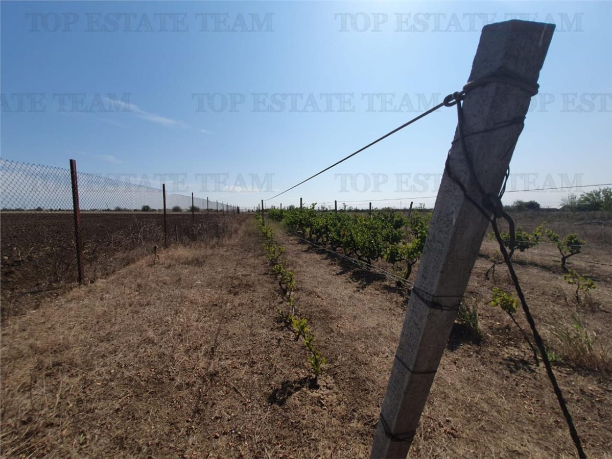 Teren intravilan agricol si teren curti constructii Lot 2 Parcela A326/49 - foto 7