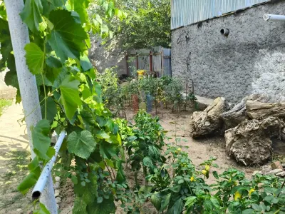 Radu Negru - Buzaului in spate la Penny Casa 4 cam Teren - 264 mp - foto 11