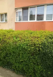Apartament 2 camere zona Faget decomandat,92000 Euro - foto 11