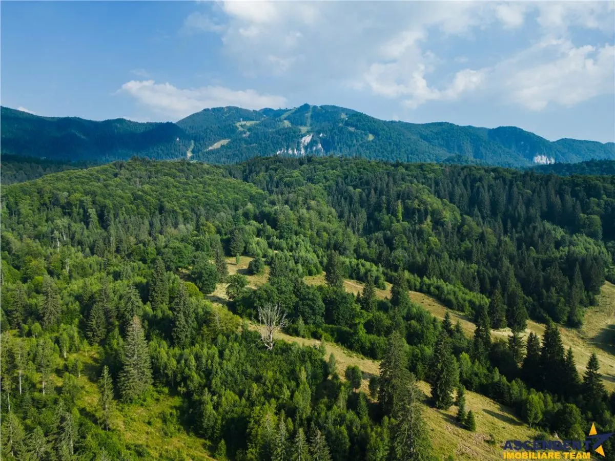 Film! Teren cu destinatie turistica si agrement, Poiana Brasov - Rasnov - foto 5