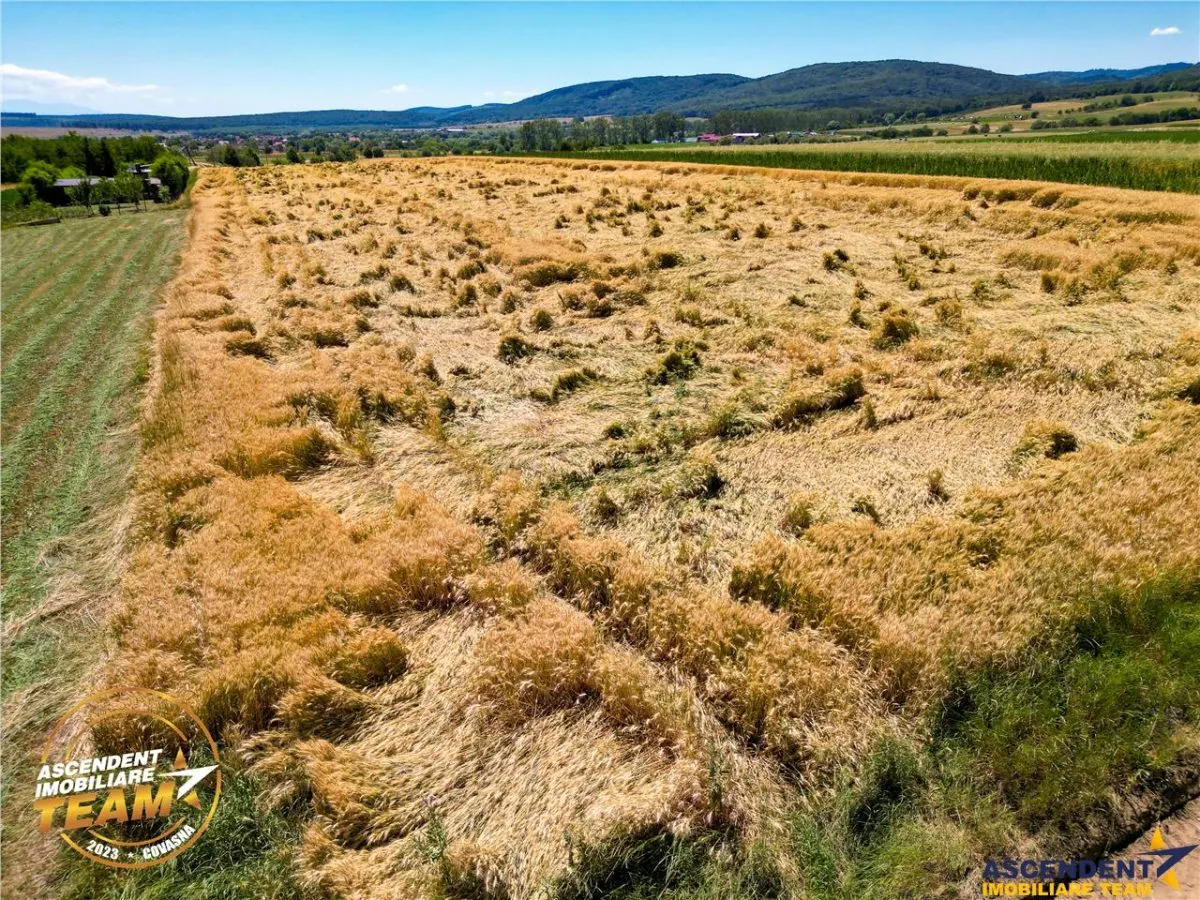 FILM! Teren extravilan, Valea Crisului, Covasna - foto 5