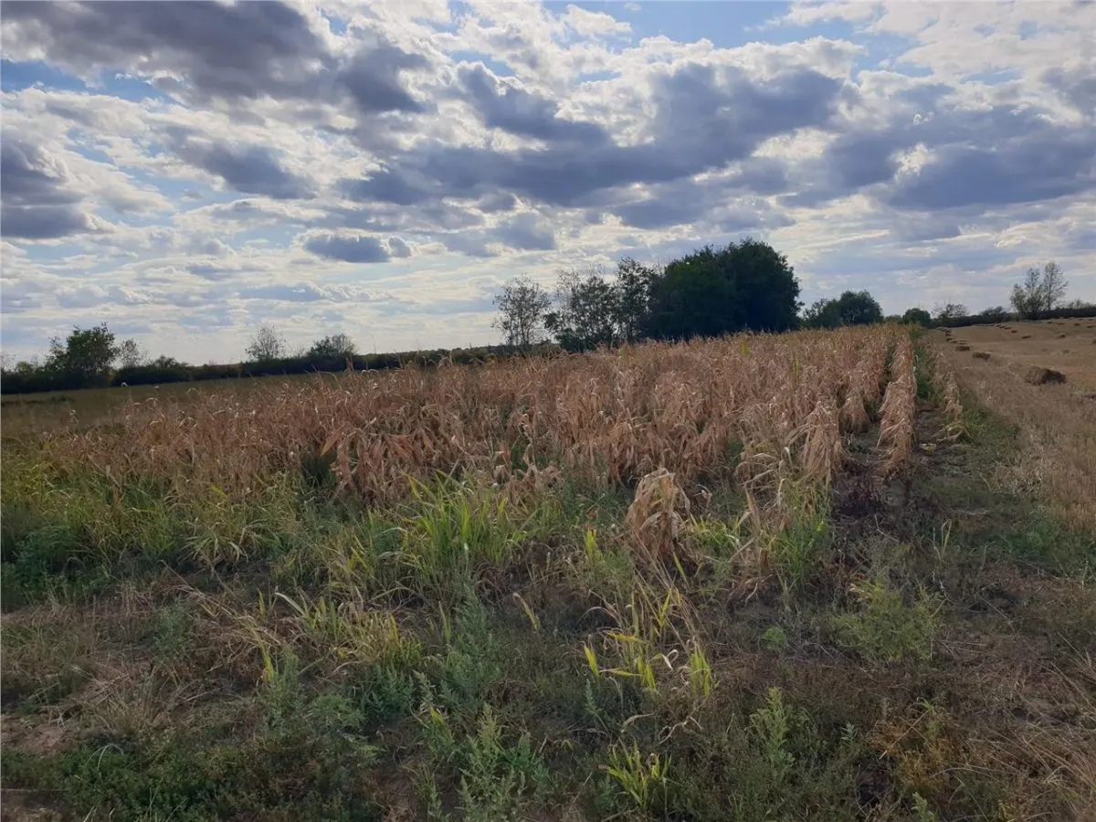 RECO Teren extravilan in Santion - foto 1