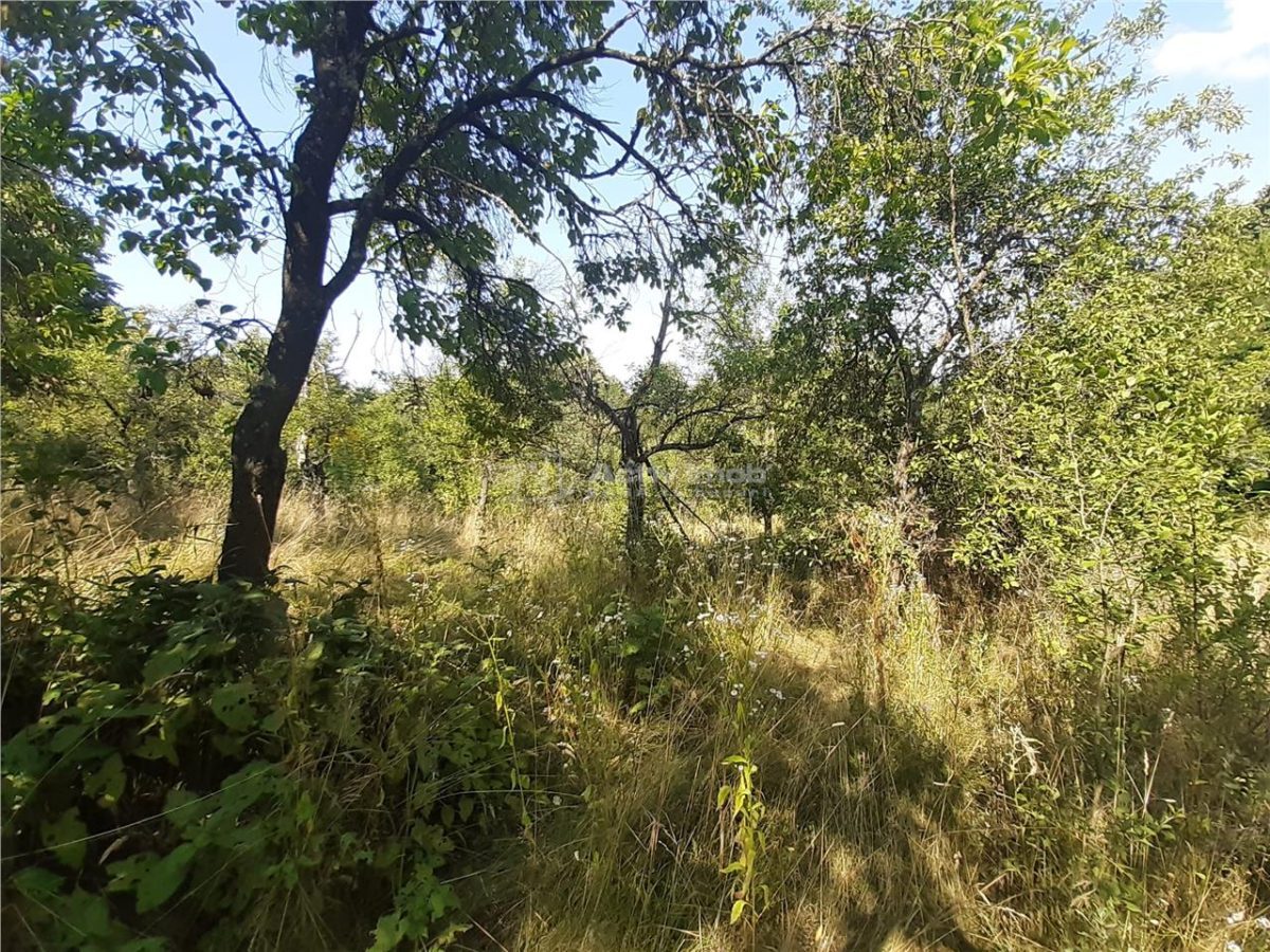 Resita Teren 5 500 Mp. Dr. Lupacului Peco Dusan - foto 3