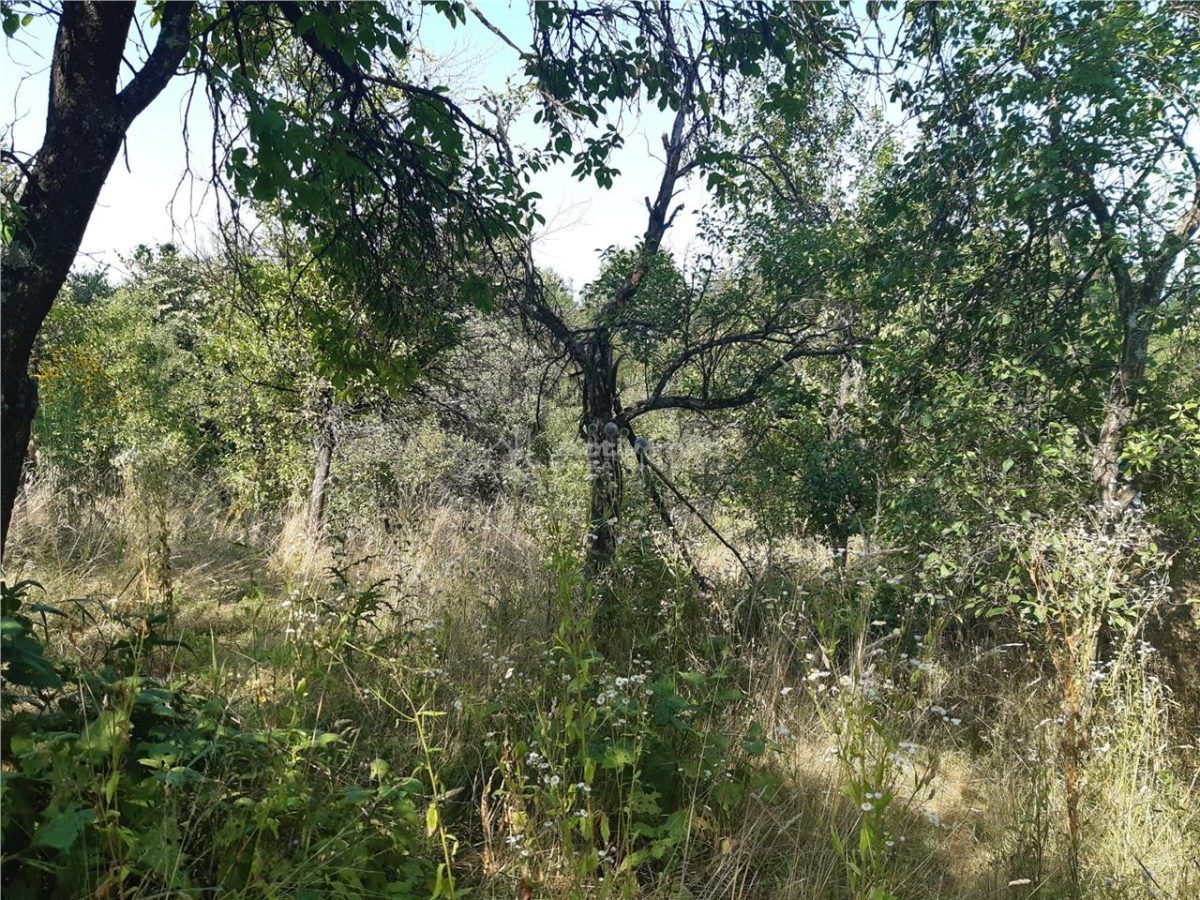 Resita Teren 5 500 Mp. Dr. Lupacului Peco Dusan - foto 4