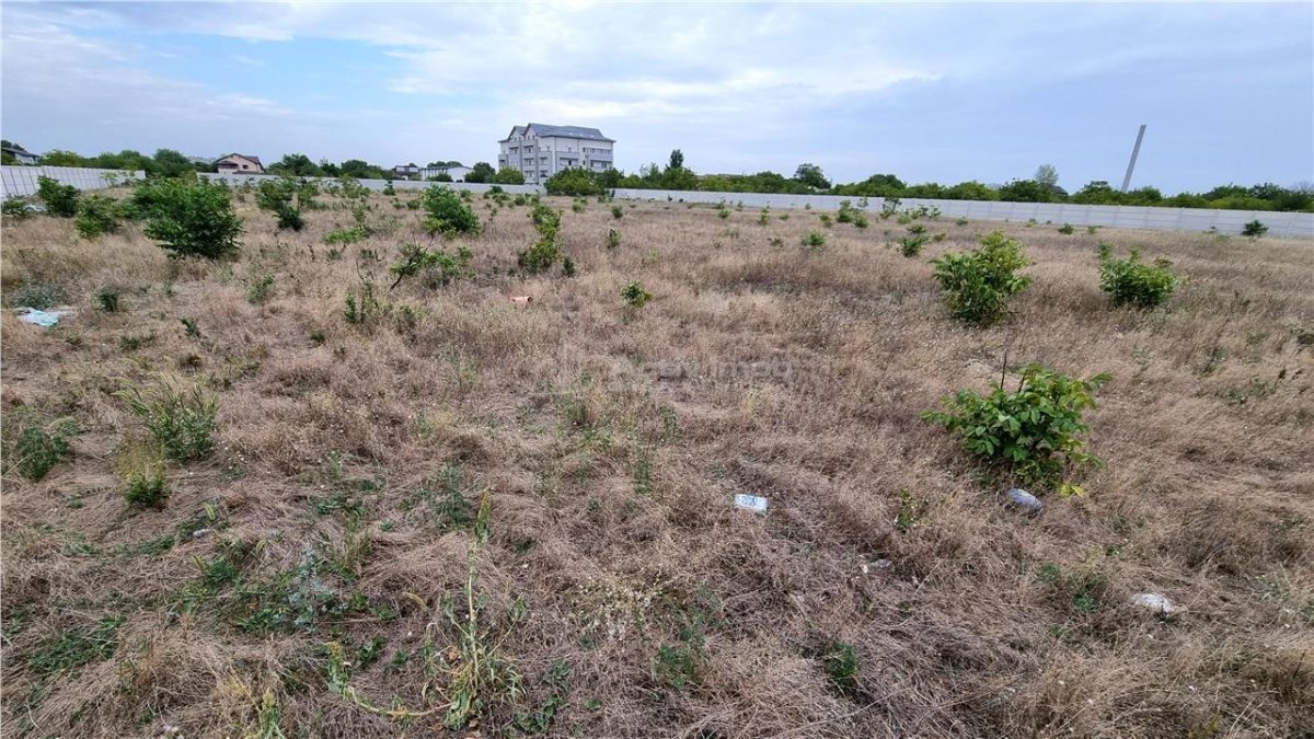 Teren 10.000 mp Giurgiului Tiparnitei - foto 5