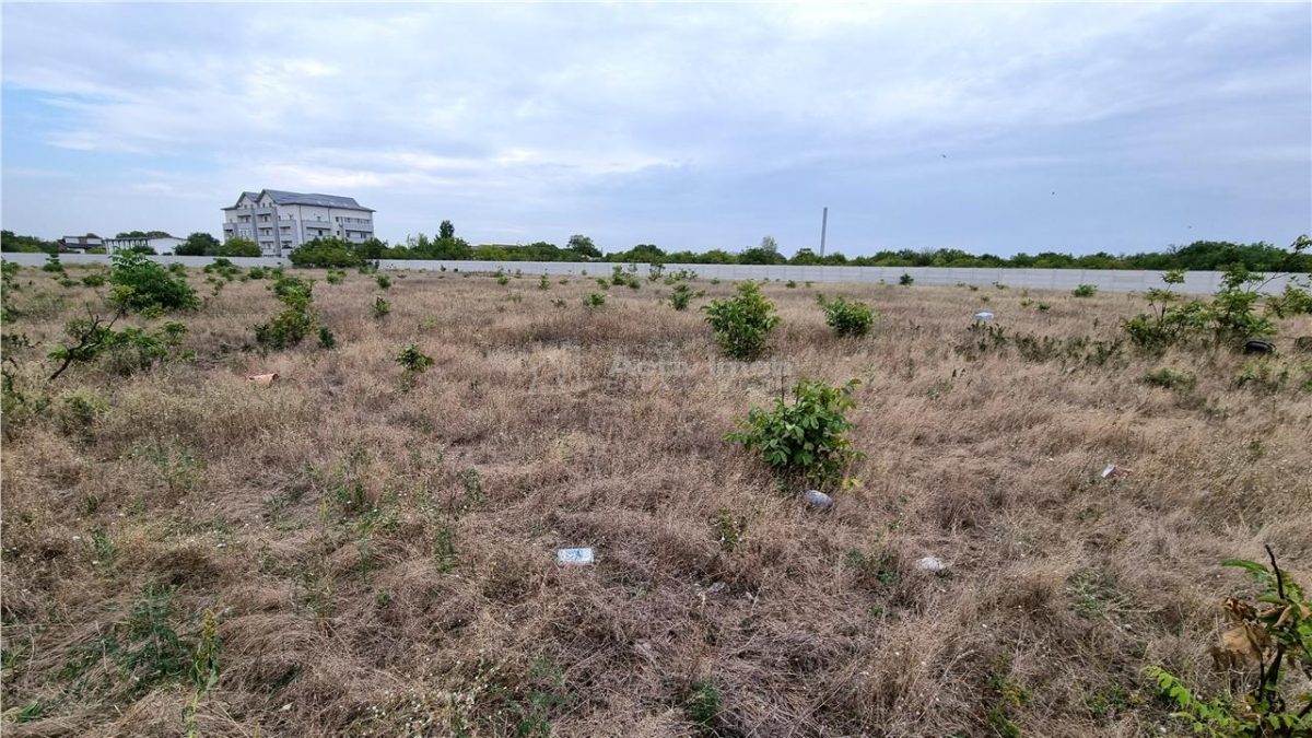 Teren 10.000 mp Giurgiului Tiparnitei - foto 6